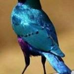 Silvanira Lago Manente Profile Picture