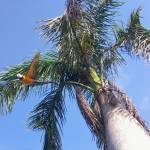 Segis Profile Picture