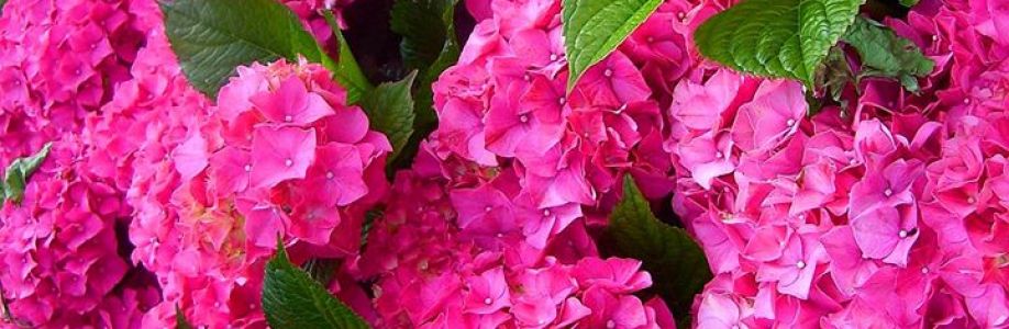 Marcia Elaine Ferreira Cover Image