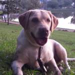 Renato Calixto Profile Picture