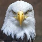 João Alberto Kantovitz profile picture