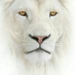 Lya Akemmi profile picture