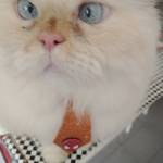 Roseli Sangaletti Profile Picture