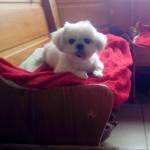 Nayra Vaz profile picture