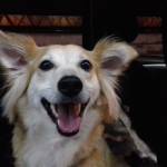 shindikiyota Profile Picture