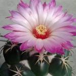 Rose Santos Profile Picture