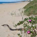 Fernanda Freitas Profile Picture