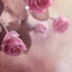 rose oliveira Profile Picture