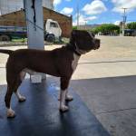 João Batista da Silva Profile Picture