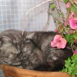 Vasco Morgado Profile Picture