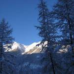 harley Profile Picture