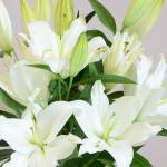 Carmel flower Profile Picture