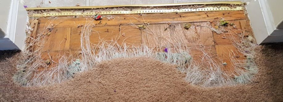 Invisible Carpet Repair Melbourne Cover Image