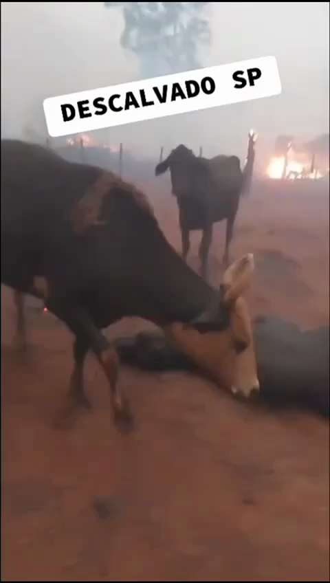 Flávio Bolsonaro on GETTR : Brasil em chamas, animais agonizando, pessoas sufocadas e fumaça por todo o país.