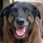 Luiz Amaral profile picture