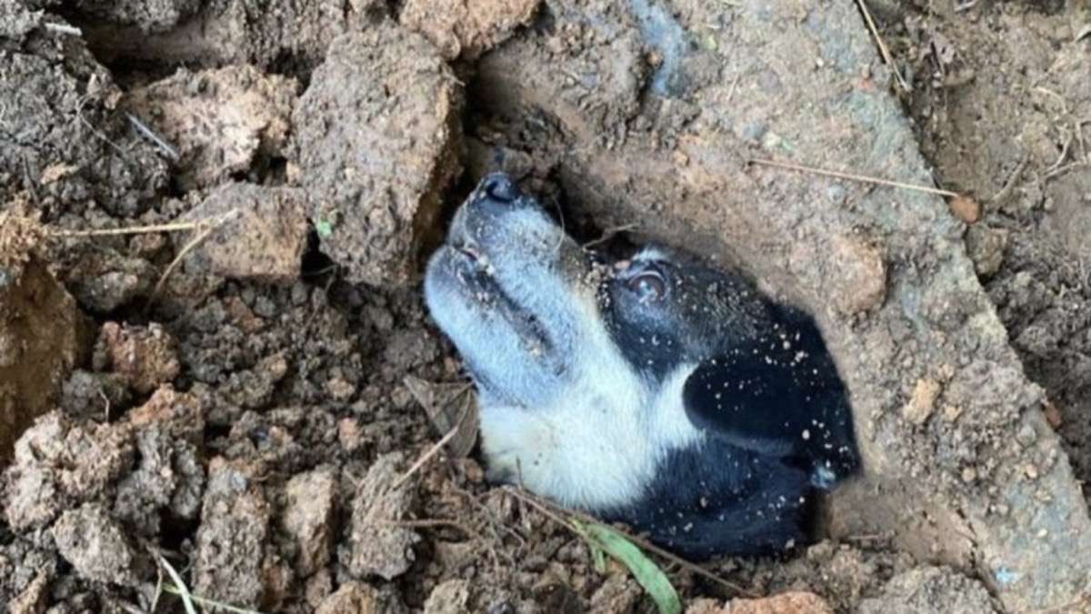 Cachorra prenha é salva após ser enterrada viva em condomínio - Folha Destra